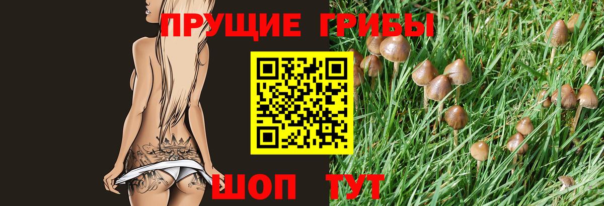 Псилоцибиновые грибы Psilocybine cubensis Мелеуз